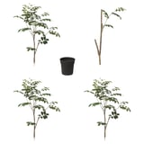 FEJKA Planta artificial, interior/exterior sándalo rojo, 19 cm