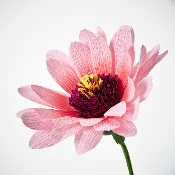 GULDSPETT Flor artificial, papel pintado/equinácea rosado, 50 cm