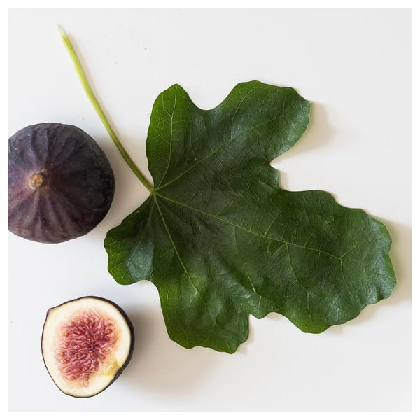 LOTSFÅGEL Vela aromática en vaso, Hoja de higuera verde, 40 hr