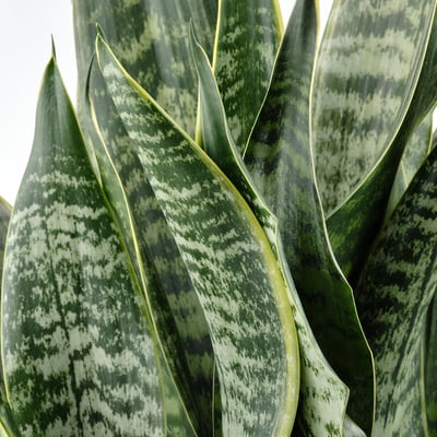 SANSEVIERIA TRIFASCIATA Planta
