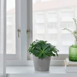 SKOGSVINBÄR Macetero, interior/exterior gris, 9 cm