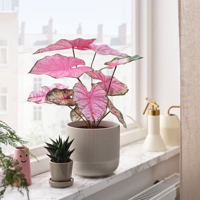 SMÅTÄRNA Planta artificial, papel pintado/caladio, 14 cm