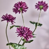 SMYCKA Flor artificial, interior/exterior Crisantemo/morado, 71 cm