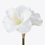 VINTERFINT Flor artificial, interior/exterior/Amarilis blanco, 60 cm