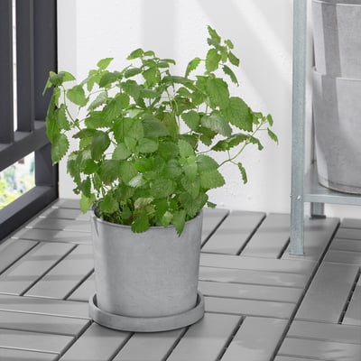 BOYSENBÄR Plato para matera, Interior / exterior gris claro, 19 cm