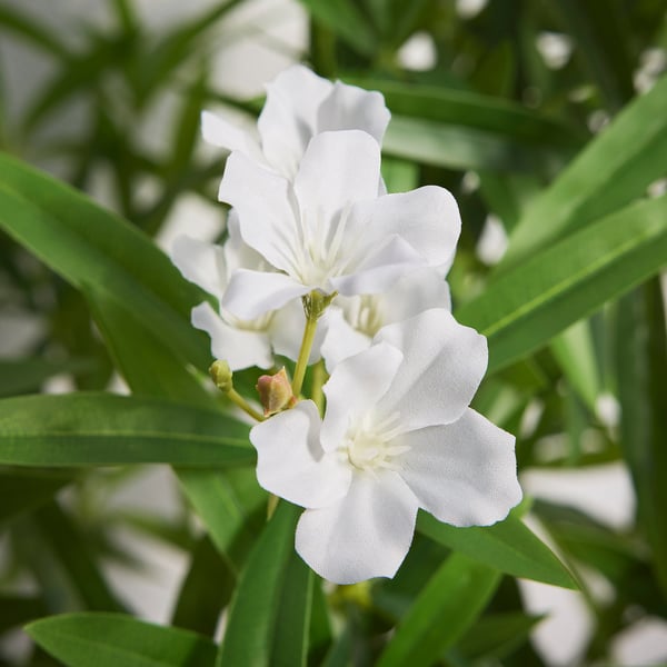 FEJKA Planta artificial, Interior / exterior/adelfa blanco, 19 cm