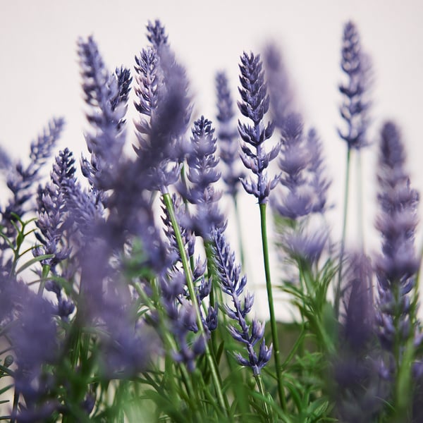 FEJKA Planta artificial, Interior / exterior/Lavanda lila, 12 cm