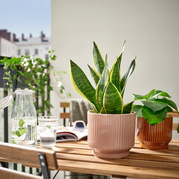HONUNGSPALM Matera, Interior / exterior/rosado, 15 cm