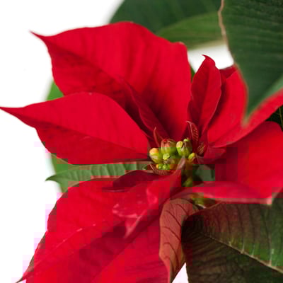 POINSETTIA Planta, euphorbia pulcherrima, 15 cm