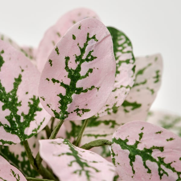 SMÅTÄRNA Planta artificial, Papel/fitonia, 6 cm