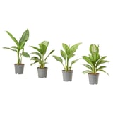 Čtyři rostliny AGLAONEMA v květináčích se zelenými a bílými listy v šedých plastových květináčích uspořádaných v řadě.