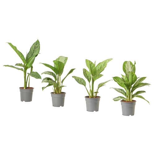 Čtyři rostliny AGLAONEMA v květináčích se zelenými a bílými listy v šedých plastových květináčích uspořádaných v řadě.