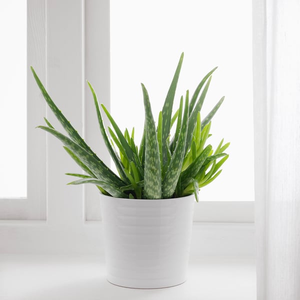 ALOE VERA Rostlina - Aloe - IKEA