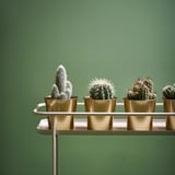 Šest kaktusů ve zlatých květináčích na poličce, zelené pozadí stěny, minimalistický design.