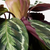 Detailní záběr na živé, pestrobarevné listy CALATHEA. Výrazné vzory s růžovými, zelenými a krémovými odstíny v různých odstínech.