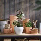 Terakotové a bílé květináče s růžově kvetoucími rostlinami. Police se zahradním nářadím u dřevěné stěny.