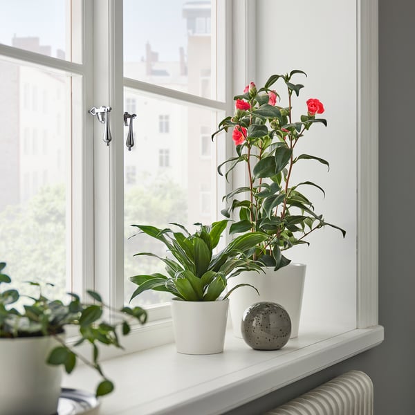 Tři rostliny v květináčích: červená kamélie, dvě zelené, koule.