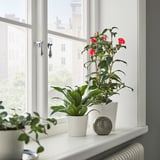 Tři rostliny v květináčích: červená kamélie, dvě zelené, koule.