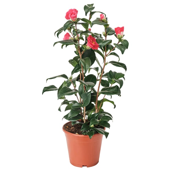 Růžová CAMELLIA JAPONICA v květináči se zelenými listy, umístěná venku, na přímém slunci.