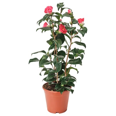 Růžová CAMELLIA JAPONICA v květináči se zelenými listy, umístěná venku, na přímém slunci.