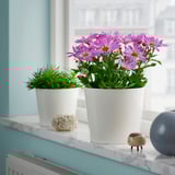 Růžové CHRYZANTÉMY v bílých květináčích, mramorový parapet s modrou vázou a dřevěným dekorem.