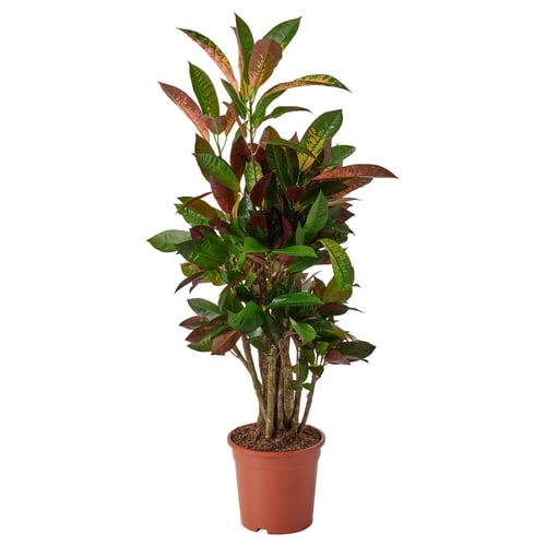 CODIAEUM Rostlina v květináči, kroton, 21 cm