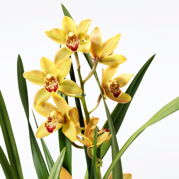 Zářivě žluté orchideje krásně kvetou v bujných zelených listech, elegantních a svěžích.