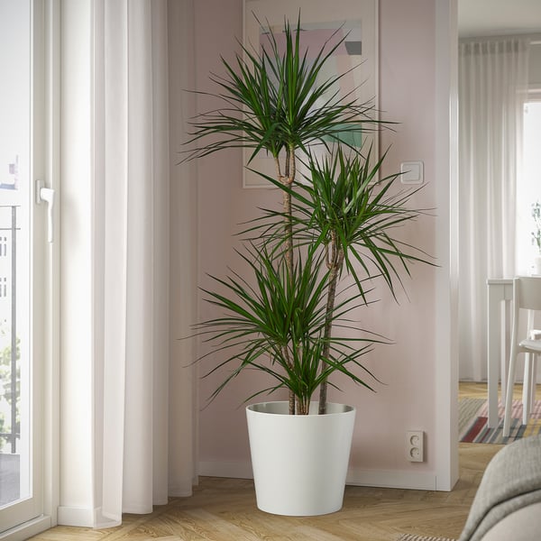 Bílá hrnková dracena u okna