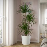 Bílá hrnková dracena u okna