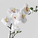 Krásné bílé orchideje se zářivě žlutými středy, elegantně uspořádané na elegantní větvi. Živé detaily podtrhují jejich přirozené kouzlo.