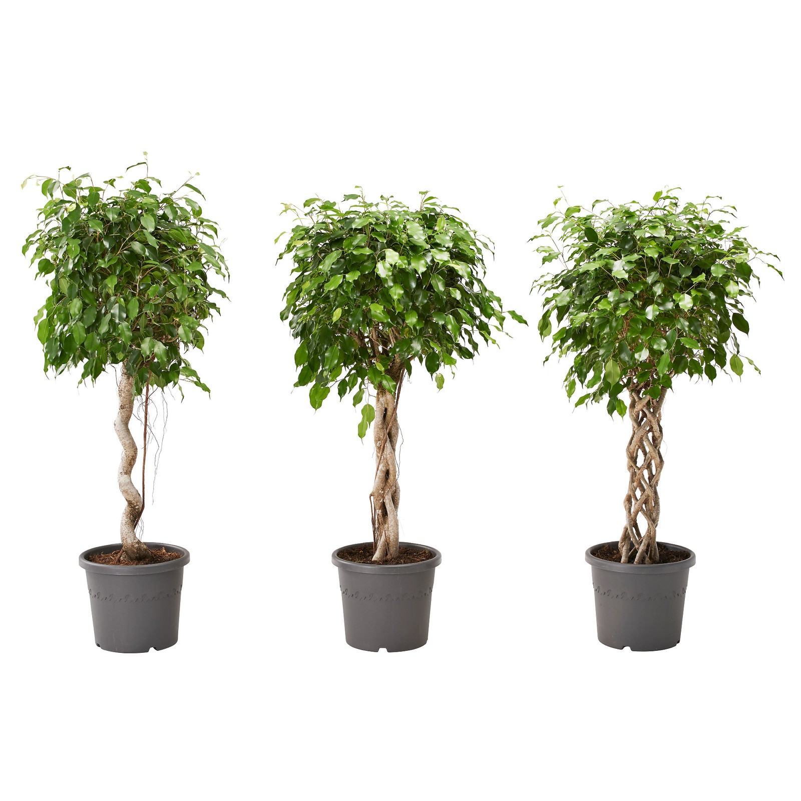 FICUS BENJAMINA Rostlina, Fíkus benjamín různé druhy IKEA