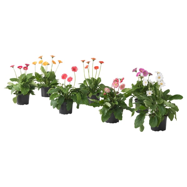 Šest květin GERBERA v květináčích v různých barvách včetně žluté, červené, růžové a bílé, každý v černých plastových květináčích, umístěných na bílém pozadí.