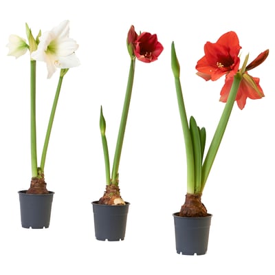 Tři květy HIPPEASTRUM v bílé, červené a oranžové barvě se zelenými stonky a listy v tmavých plastových květináčích.