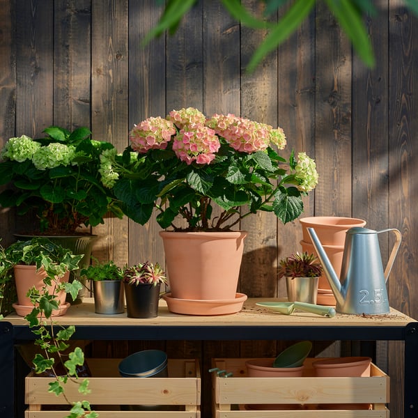 Velká rostlina hortenzie ve světle růžových květech, nápadně vystavená na rustikální dřevěné polici s dalšími rostlinami v květináčích a zahradním nářadím.