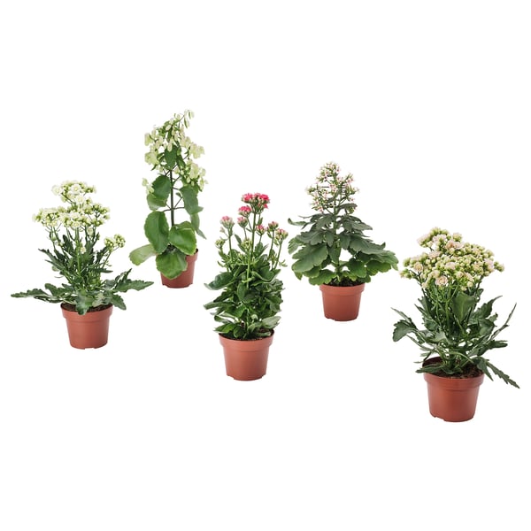 Pět rostlin KALANCHOE v hnědých květináčích, každý se shluky malých květů v bílé, růžové a světle růžové barvě, na bílém pozadí.