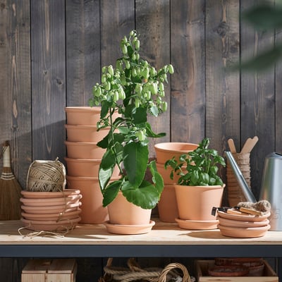 KALANCHOE v terakotových květináčích na dřevěné polici.