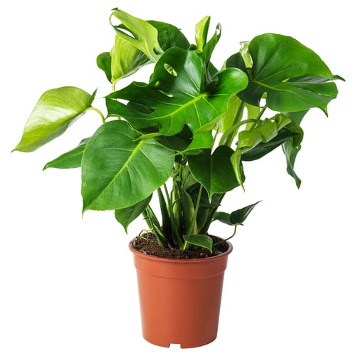 Rostlina MONSTERA v květináči s velkými listy.