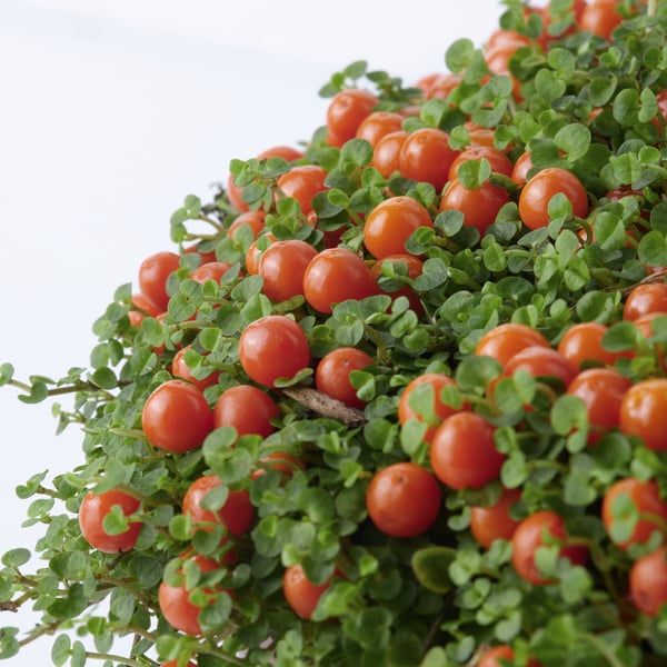 Jasně červená cherry rajčata uhnízděná mezi svěžími zelenými listy, kterým se daří ve zdravé, dobře opečovávané rostlině.