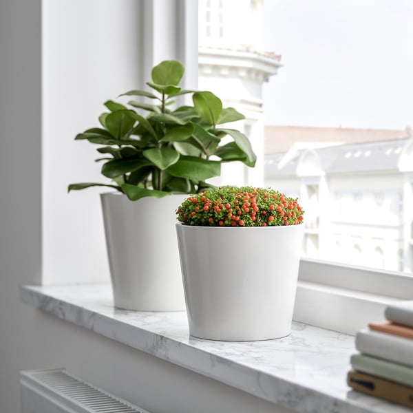 Dvě rostliny v květináčích na mramoru: jedna s velkými zelenými listy, druhá s červenými bobulemi. Květináče v blízkosti knih.