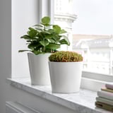 Dvě rostliny v květináčích na mramoru: jedna s velkými zelenými listy, druhá s červenými bobulemi. Květináče v blízkosti knih.