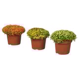 Tři rostliny v květináčích, oranžové, žluté a bílé květy v hnědých plastových květináčích. Kulaté, plné, atraktivní pro dekor.