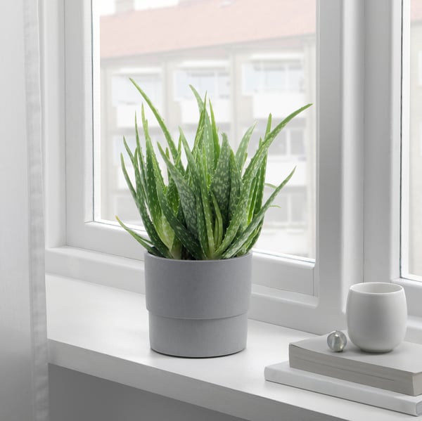 Okenní římsa s rostlinou aloe, šálkem a knihami.