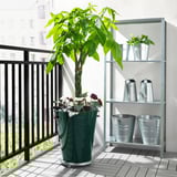 Balkon s velkou zelenou rostlinou a menšími rostlinami na kovových policích, černé zábradlí.