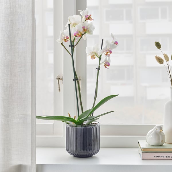 Stylová váza drží rozkvetlou orchidej poblíž světlého okna, která svými zářivými květinami a svěžími zelenými listy obohacuje interiér.