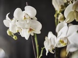 Detail bílých orchidejí PHALAENOPSIS, elegantních květů s jemnými okvětními lístky, stonky a poupaty na tmavém pozadí.