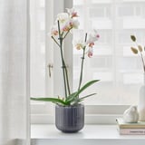 Stylová váza drží rozkvetlou orchidej poblíž světlého okna, která svými zářivými květinami a svěžími zelenými listy obohacuje interiér.
