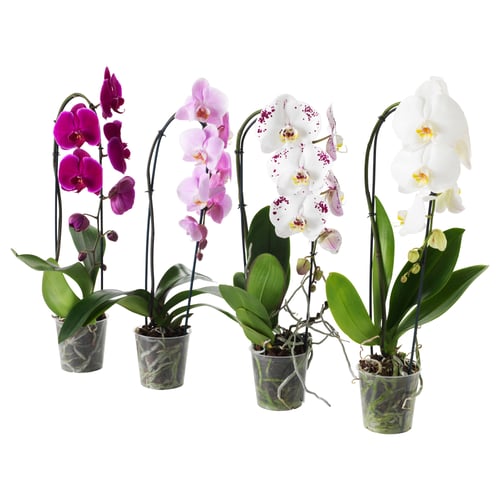 Čtyři orchideje PHALAENOPSIS v květináčích, fialové, růžové, bílé se skvrnami a bílé, každá v plastových květináčích, uspořádané v řadě.