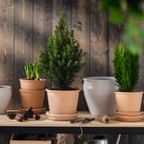 Tři rostliny v květináčích na dřevěné polici: jehličnan, jehličnan, vysoká rostlina. Šišky, nástroje níže. Dřevěné pozadí stěny.