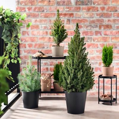 PICEA GLAUCA CONICA Rostlina v květináči, smrk bílý, 23 cm