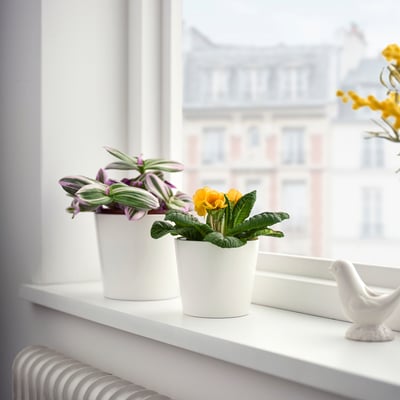 U okna dvě petrklíče v květináčích, jedna žlutá, jedna fialová, v bílých květináčích na okenním parapetu.